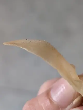 Morphome所属・【Morphome】 hinaのエステ・リラクイメージ