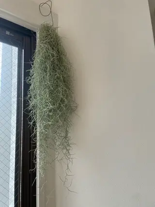 アイブロウ eyan _kco 西宮/甲子園口のマツエク・マツパデザイン