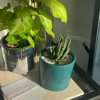 eyes cream所属・まつ毛と眉毛のおみせ 🪄なんばのマツエク・マツパデザイン