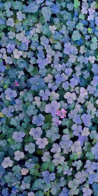 オト/レイヤー/ Wカラー/メンズのヘアスタイル