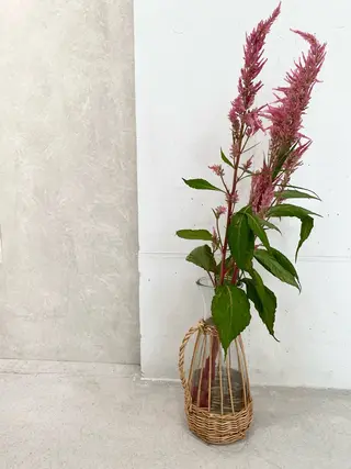 キッズ 🪻花屋併設🪻秀島 有紀のヘアスタイル