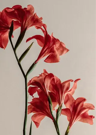 丸山 愛万音のヘアスタイル