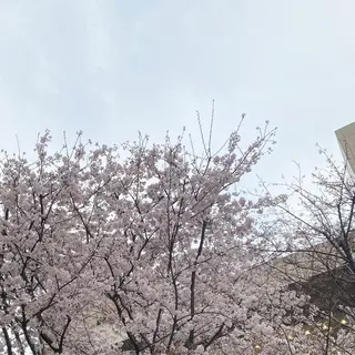 Moon(ムーン)所属・moon 梶本のマツエク・マツパデザイン