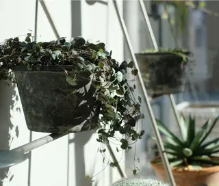 ネイル COELm所属・COELm🌙 /ネイル着付けのネイルデザイン