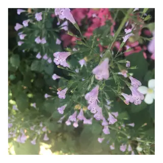 かみじょう ゆうこのヘアスタイル