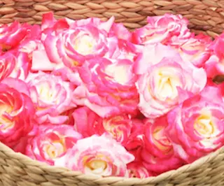 MINAMI nailsのネイルデザイン