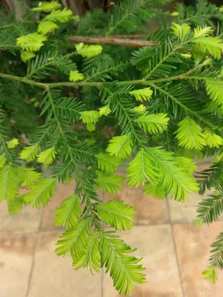 シュガーリングサロン　ダリア所属・Dahliaダリア シュガーリングサロンのエステ・リラクイメージ