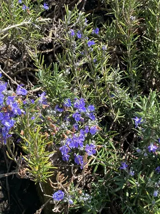 香りの家ローズマリー 🌿アロマリンパのエステ・リラクイメージ