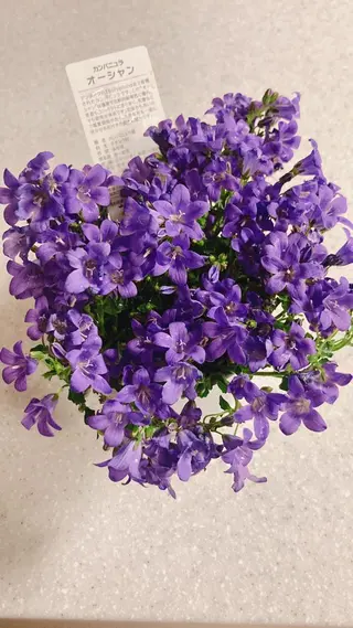 ネイル ネイルケアサロン Campanulaのネイルデザイン