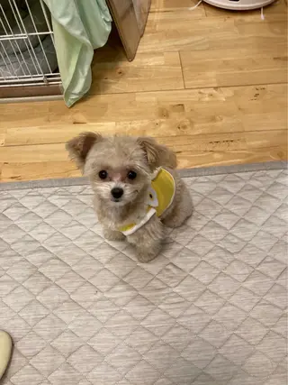 ネイル 韓国ネイル💠 Tomoのネイルデザイン