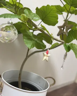 PEPE+ LUANAのマツエク・マツパデザイン