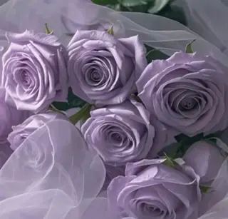 SSINSTUDIO 𝑴𝒊𝒉𝒐🦋のその他イメージ