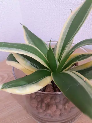 ‘Amo アモのマツエク・マツパデザイン