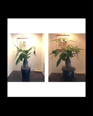 マツエク・マツパ 伊藤名紬 マツエク専門のマツエク・マツパデザイン