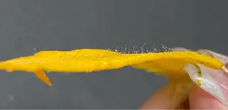 JILL sa-yaのネイルデザイン