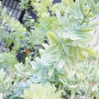 マツエク・マツパ なかむら 🪡のマツエク・マツパデザイン