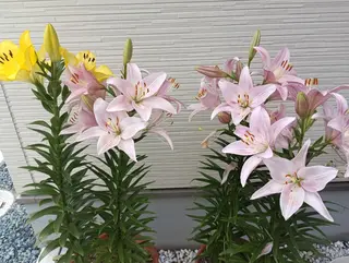 フェイシャルエステ ZELOSSALONのエステ・リラクイメージ