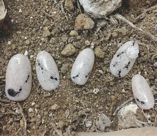 ネイル 🌼大西洋子 laughl🌼のネイルデザイン