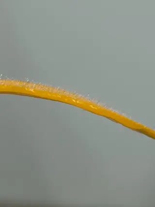 TotalSalon Briller所属・Nakashita Sayakaのエステ・リラクイメージ