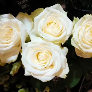 山本 ひろ美のその他イメージ