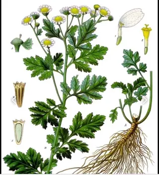 香りの家ローズマリー 🌿アロマリンパのエステ・リラクイメージ