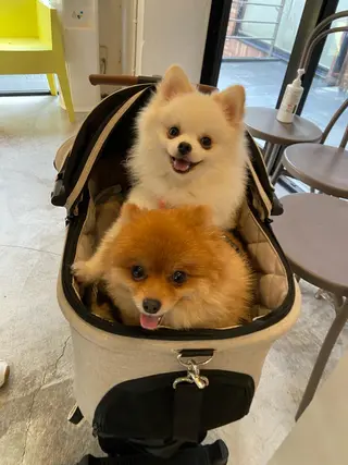 ショート カラー パーマ ヘアアレンジ メンズ CHIC share salon所属・ちこ .のヘアスタイル