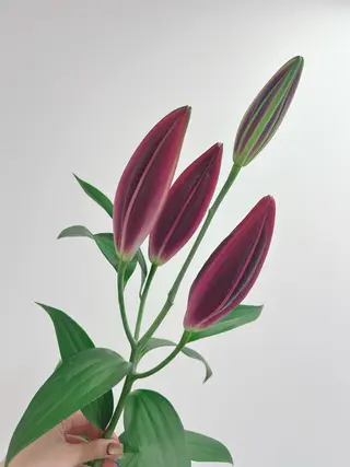 ネイル 透灯 TOUTOU所属・透灯 TOUTOU 🪄のネイルデザイン