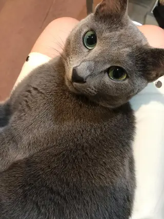 セミロング カラー パーマ ヘアアレンジ メンズ キッズ ネイル マツエク・マツパ アイブロウ アニメ,Vオタク× 即効痩せエステサロンのエステ・リラクイメージ