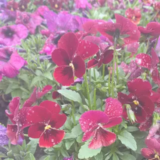 Plaatje所属・Plaatje💐 ゆずはのヘアスタイル