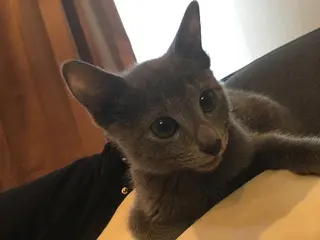 ショート カラー パーマ ヘアアレンジ メンズ キッズ ネイル マツエク・マツパ アニメ,Vオタク× 即効痩せエステサロンのエステ・リラクイメージ