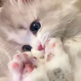 マツエク・マツパ eyelist. mizuki🐈‍⬛のマツエク・マツパデザイン