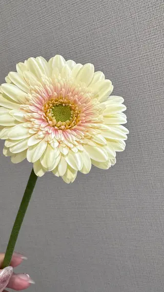 ネイル pointillé .ayaのネイルデザイン