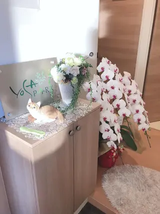 ヨサパーク  ルフ楢原店所属・水素×よもぎ蒸し YOSAPARKルフのエステ・リラクイメージ