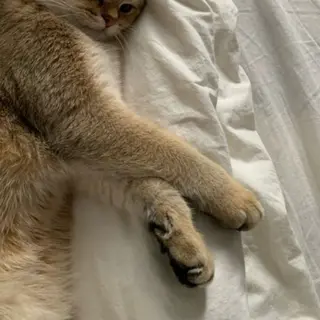 IwAsh  大和駅店所属・shiho .のヘアスタイル