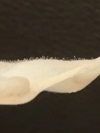 Beauty Salon AZUL所属・ビューティーサロン AZULのエステ・リラクイメージ