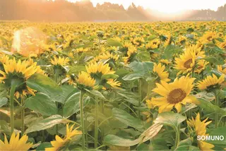 ソムノ所属・田村 竜一のヘアスタイル