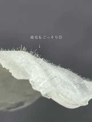 メンズ eclipse eyelashのマツエク・マツパデザイン