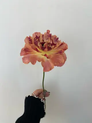 🌻花屋併設🌻濱 幸帆のヘアスタイル