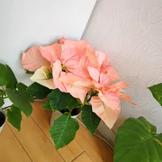 お顔のむくみたるみ 専門☆美容鍼小顔矯正のエステ・リラクイメージ