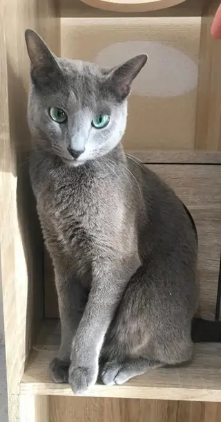 ショート カラー パーマ ヘアアレンジ メンズ キッズ ネイル マツエク・マツパ アイブロウ アニメ,Vオタク× 即効痩せエステサロンのエステ・リラクイメージ