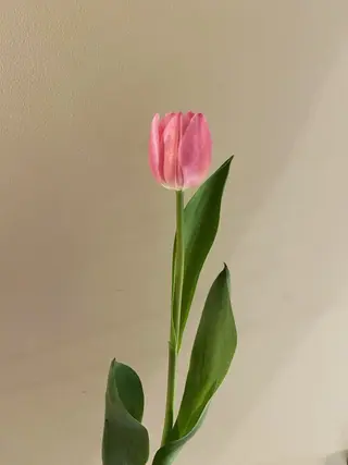 🌻花屋併設🌻濱 幸帆のヘアスタイル