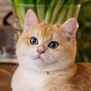 マツエク・マツパ まつげパーマ専門店 FOI　新宿のマツエク・マツパデザイン