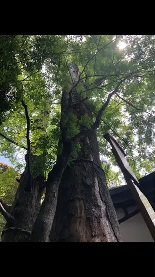 マツエク・マツパ なかむら 🪡のマツエク・マツパデザイン