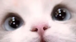 マツエク・マツパ eyelist. mizuki🐈‍⬛のマツエク・マツパデザイン