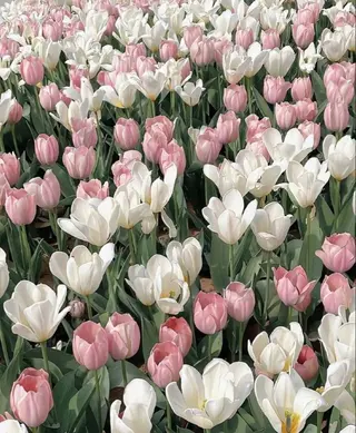 Hana ♡ marshu梅田のヘアスタイル