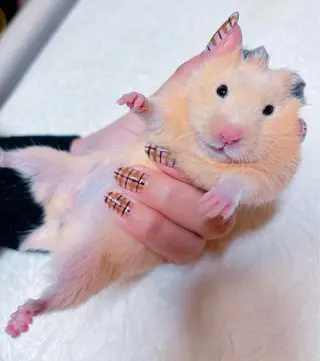 ネイル ゆ か_Nails💫のネイルデザイン