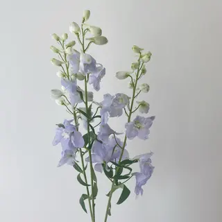 🌻花屋併設🌻濱 幸帆のヘアスタイル