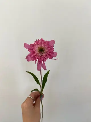 🌻花屋併設🌻濱 幸帆のヘアスタイル