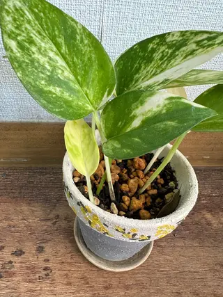 nail salon  ∞ mikanal ∞所属・nailsalon ∞ ﾐｶﾅﾙ ∞のネイルデザイン