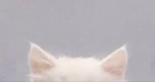 Chisato🤍池 袋/マツパ/マツエクのマツエク・マツパデザイン